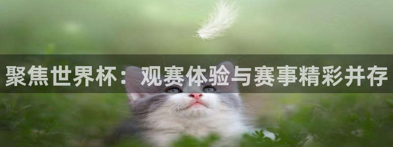 聚焦世界杯：观赛体验与赛事精彩并存